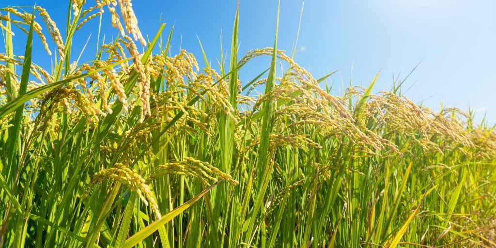 Produção de arroz no Brasil quais os principais Estados Embarque em