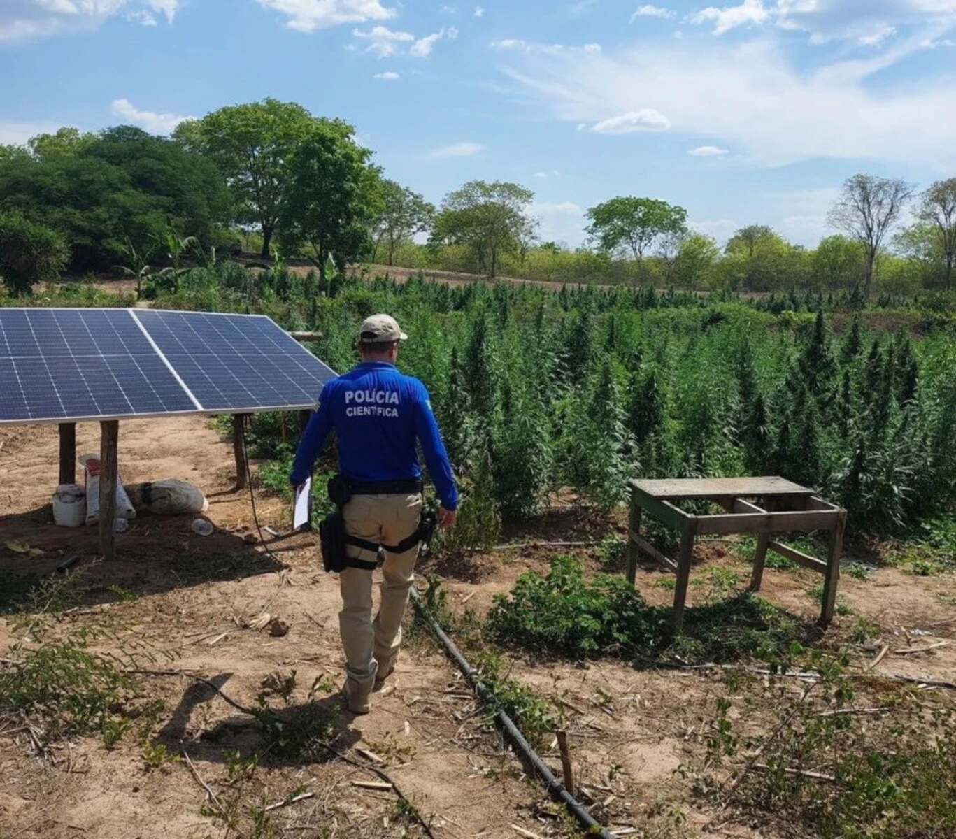 Pm Localiza Planta O Mais De Mil P S De Maconha Em Goi S