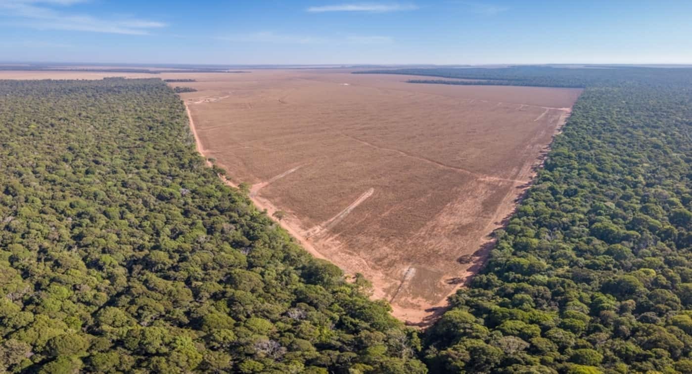 Desmatamento na Amazônia agravou secas e altas temperaturas diz ONU