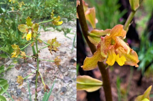 Conheça 8 espécies de orquídeas do Cerrado estudo da UFG sobre o tema