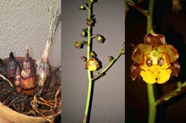 Conheça 8 espécies de orquídeas do Cerrado estudo da UFG sobre o tema