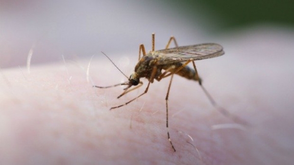 Goiânia registra neste ano casos de Leishmaniose doença transmitida por mosquito palha