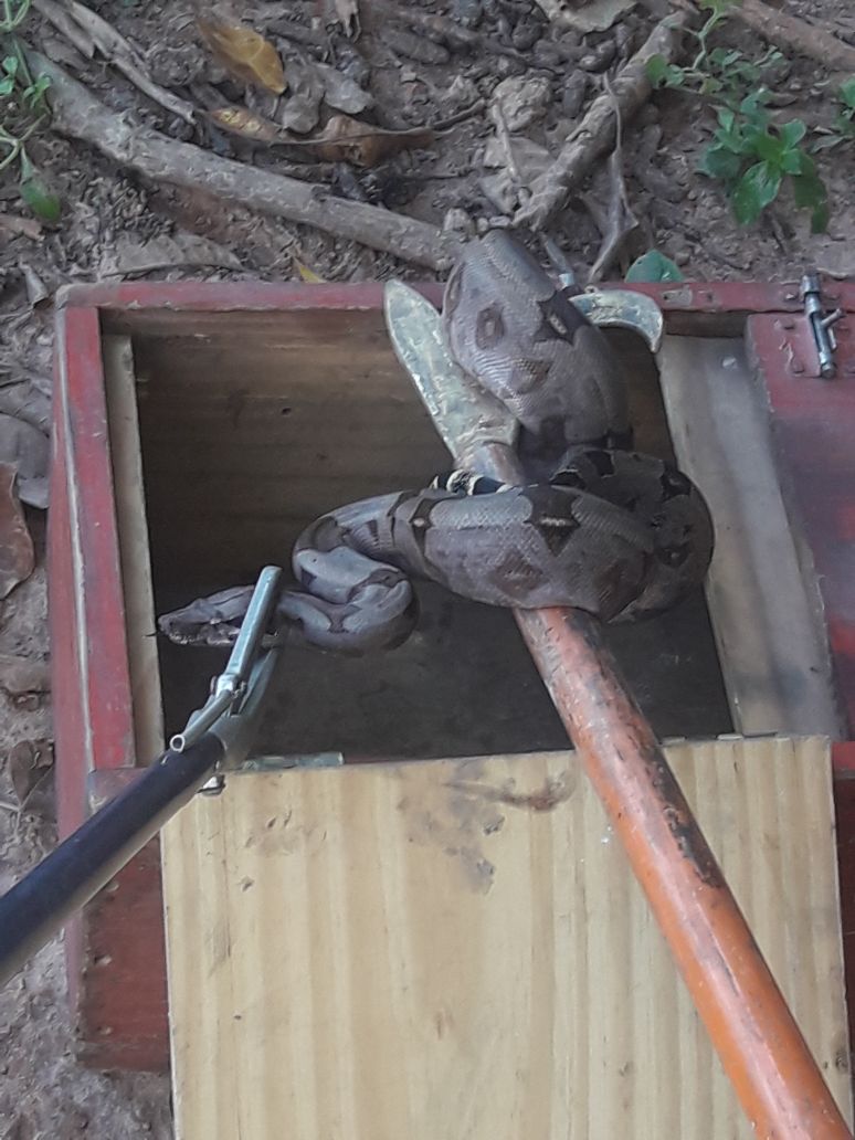 Corpo de Bombeiros resgata serpente cascavel em Choró