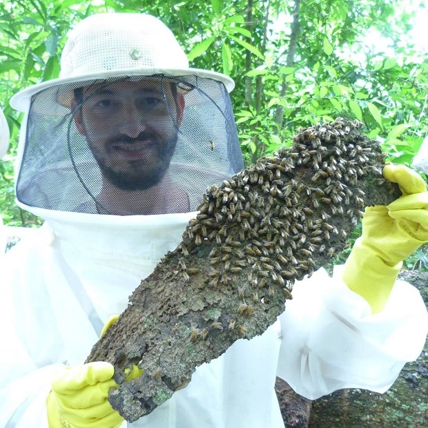 Abelhas em risco devido à seca e produtores de mel com quebras