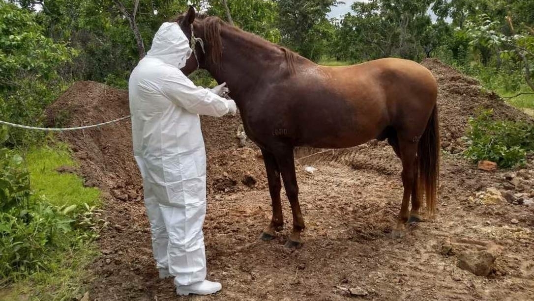 Cavalo saudável, cavalo doente: conheça as características