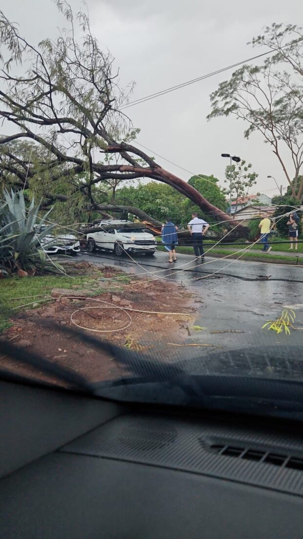 Chuva Provoca Alagamentos E Derruba árvores Em Goiânia - Jornal Opção