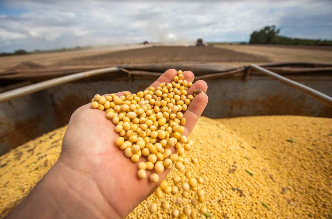 Brasil & Tavares Agronegócio