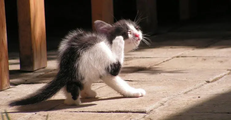 Viu o gato coçando muito a orelha? Descubra o que pode ser