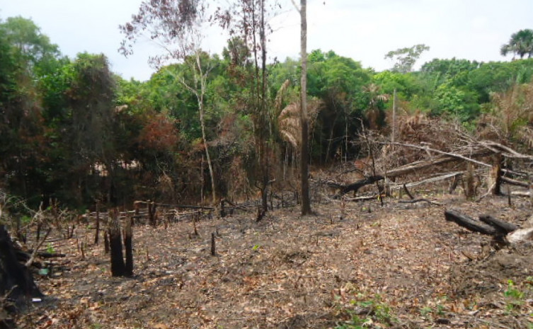 Impactos das mudanças climáticas no Tocantins: vozes e soluções locais -  Jornal Opção