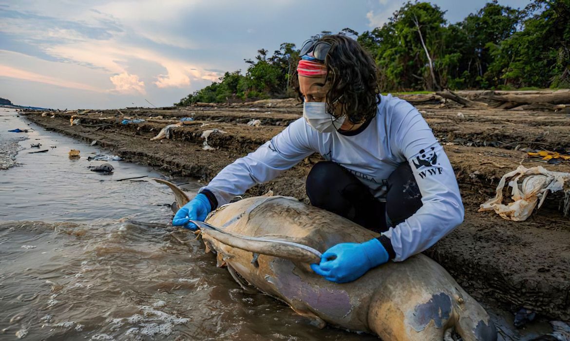 A morte dos rios - Greenpeace Brasil