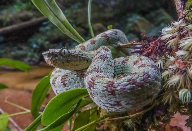 Cobra cílios